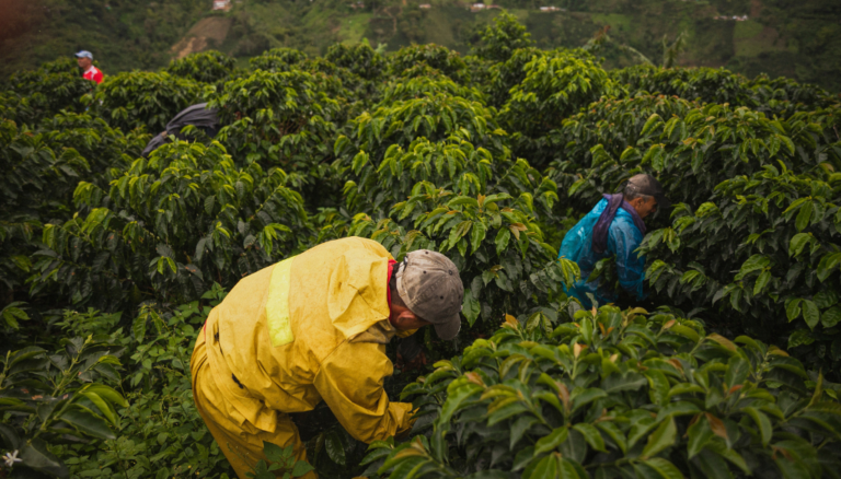 Lee más sobre el artículo Bogota Authentic Coffee Farm Tour: Experience Colombia’s Coffee Culture